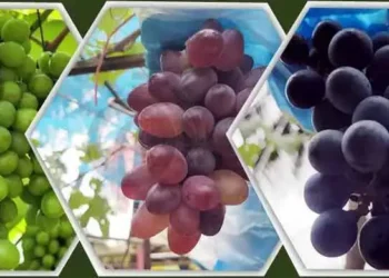 বিভিন্ন রঙের সুস্বাদু আঙুর, ছবি: জাগো নিউজ